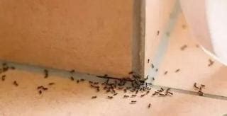 前陽台定義 家裡 有 螞蟻 代表 什麼